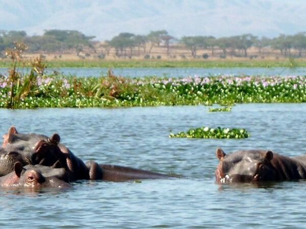 Lake Naivasha