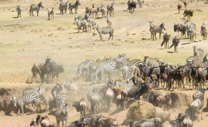 Heart-to-heart-tours-Zebras-and-Wilderbeest-in-Masai-Mara