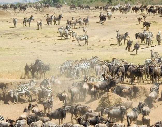 Heart-to-heart-tours-Zebras-and-Wilderbeest-in-Masai-Mara