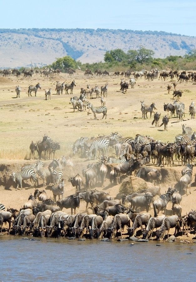 Heart-to-heart-tours-Zebras-and-Wilderbeest-in-Masai-Mara