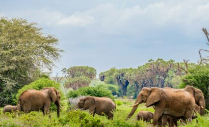 Samburu Game Reserve