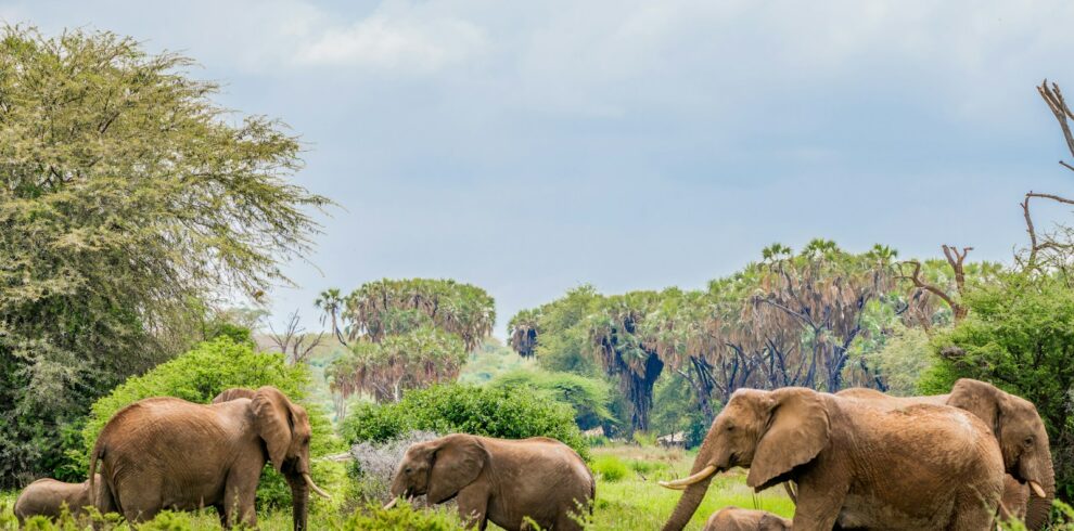 Samburu Game Reserve