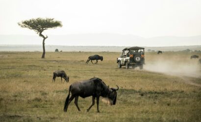 wildebeest on open field MASAI MARA LODGE SAFARI