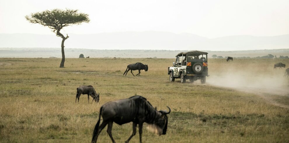 wildebeest on open field MASAI MARA LODGE SAFARI